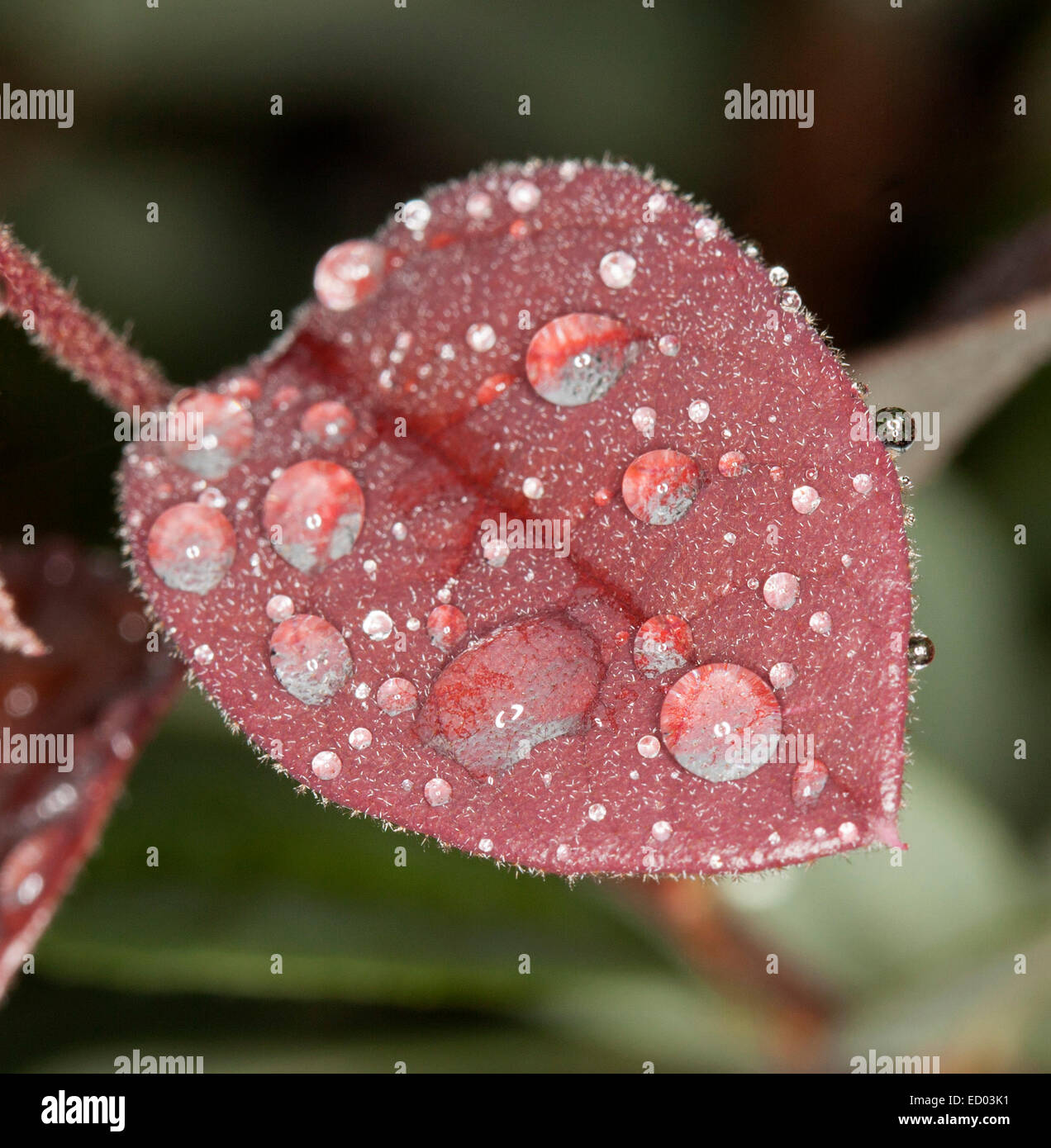 Cuore rosso a forma di foglia Loropetalum chinensis fringe fiore, con le gocce di pioggia luccicante come gioielli - Contro il verde scuro bkgrd Foto Stock