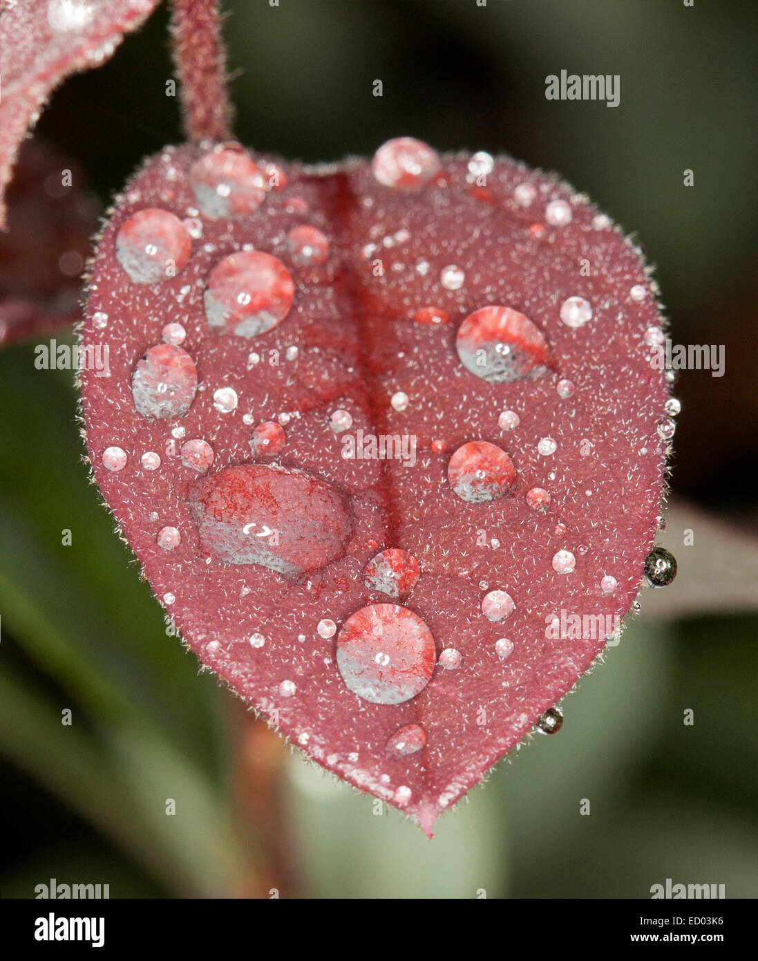 Cuore rosso a forma di foglia Loropetalum chinensis fringe fiore, con le gocce di pioggia luccicante come gioielli - Contro il verde scuro bkgrd Foto Stock