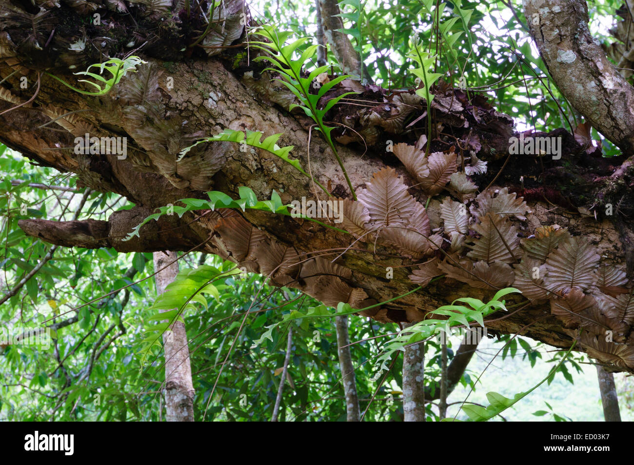 Il Kerala, India - del Periyar Riserva della Tigre parco naturale a Thekkady. Felci crescente a partire da un albero. Foto Stock