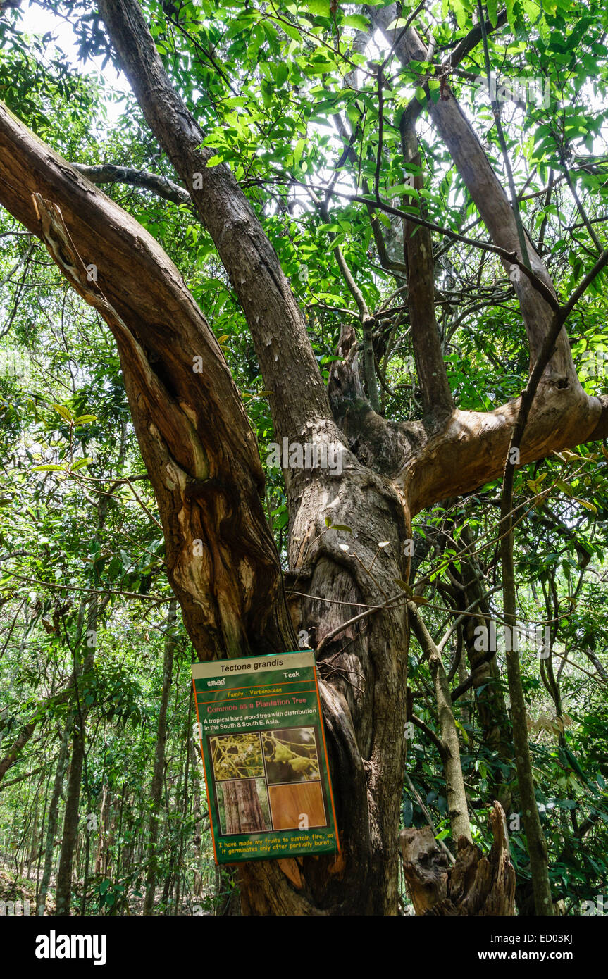 Il Kerala, India - del Periyar Riserva della Tigre parco naturale a Thekkady. Struttura in teak. Foto Stock