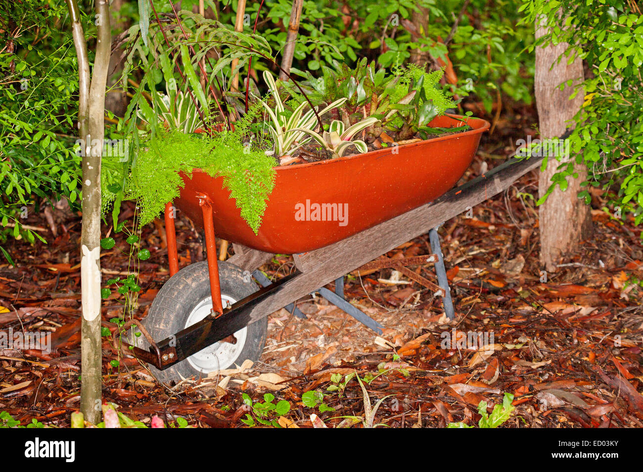 Rosso / Marrone giardino carriola piantati con una collezione di bromeliacee e felci tra gli alberi in giardino sub-tropicale Foto Stock