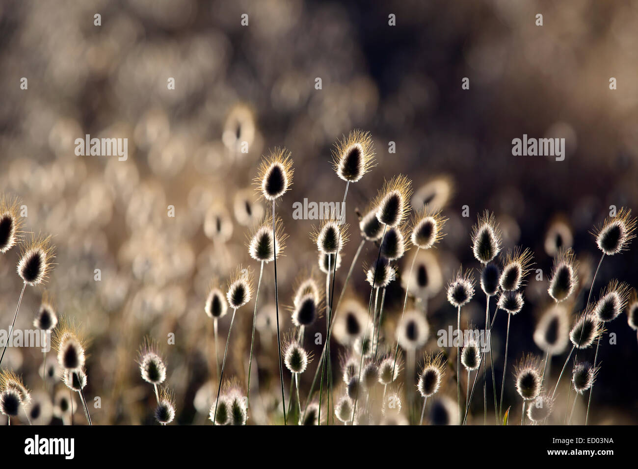 Erba di cotone (Eriophorum) fioritura piante litoranee sullo sfondo della natura Foto Stock