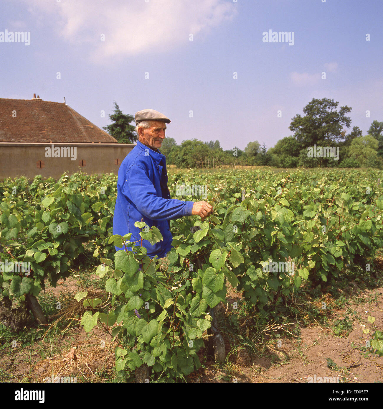 Allevatore francese in vigneto, Maine-et-Loire, regione Pays de la Loire, Francia Foto Stock