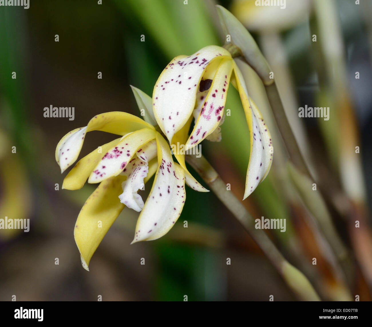 Dipinto Maxillaria Orchidee - Maxillaria picta dal Brasile e Argentina Foto Stock