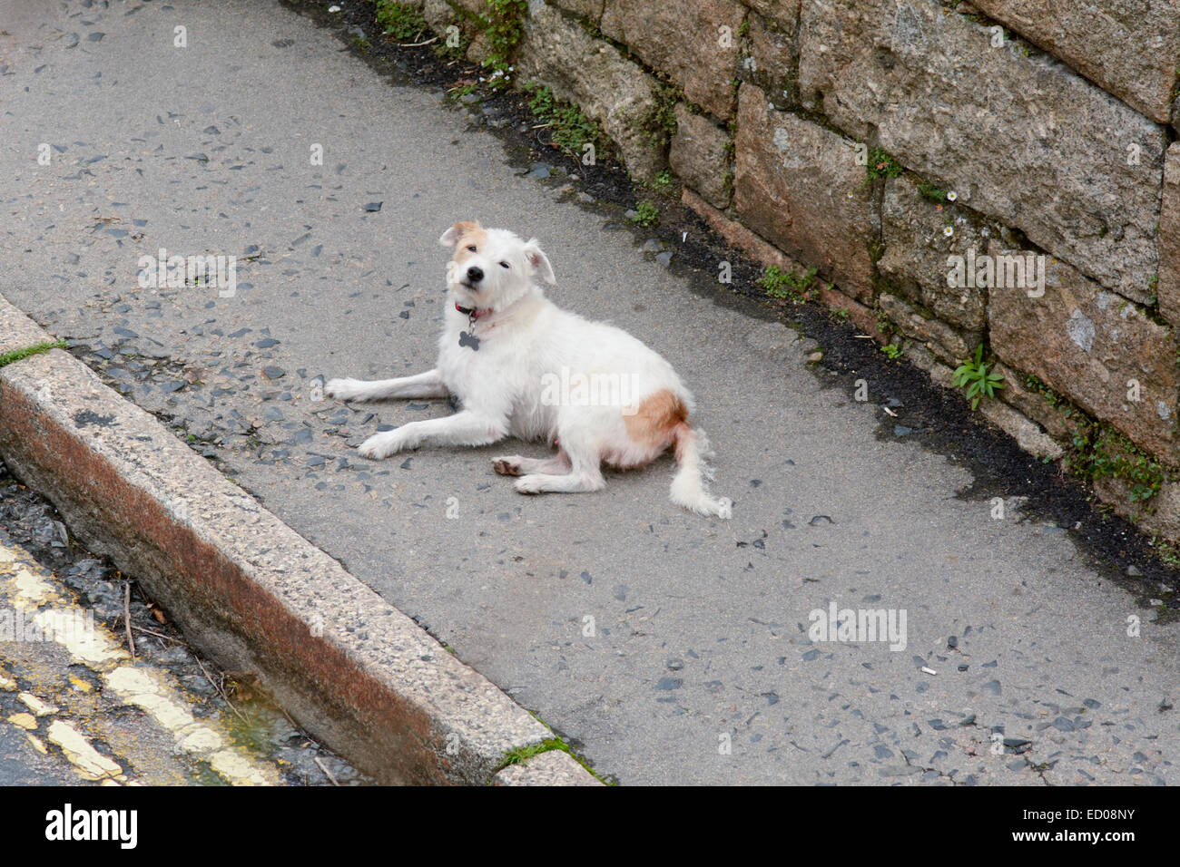 Cane in appoggio su di una collina in St Ives, Cornwall Foto Stock