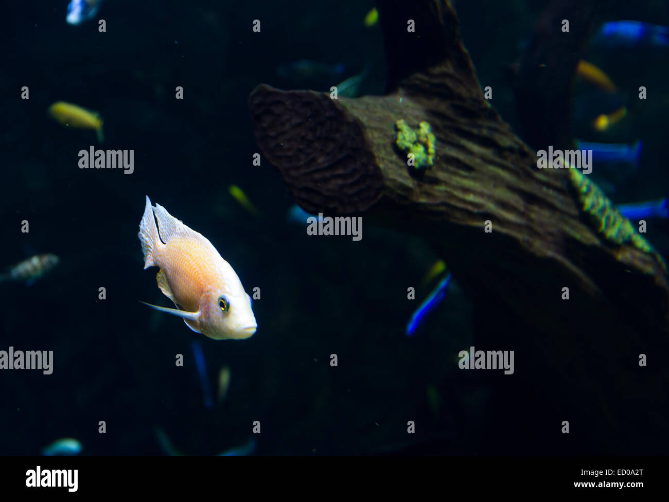 Un pesce in acquario vicino a un ramo di albero. Foto Stock