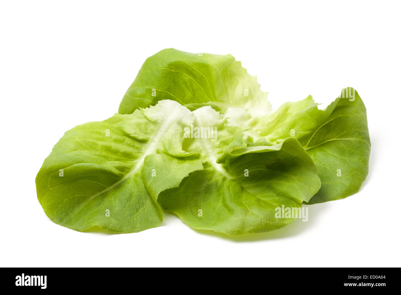 Verde fresco di foglie di lattuga isolati su sfondo bianco. Foto Stock