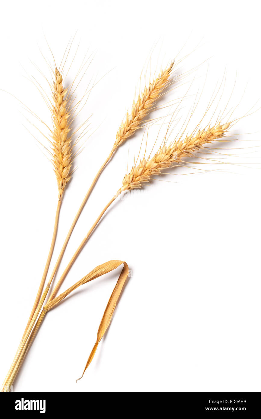 Immagine di steli di grano isolato su sfondo bianco. Foto Stock