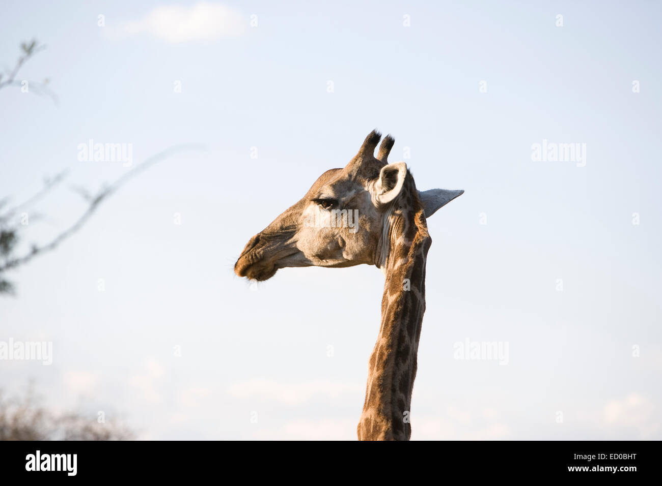 Ritratto di una giraffa, Sud Africa Foto Stock