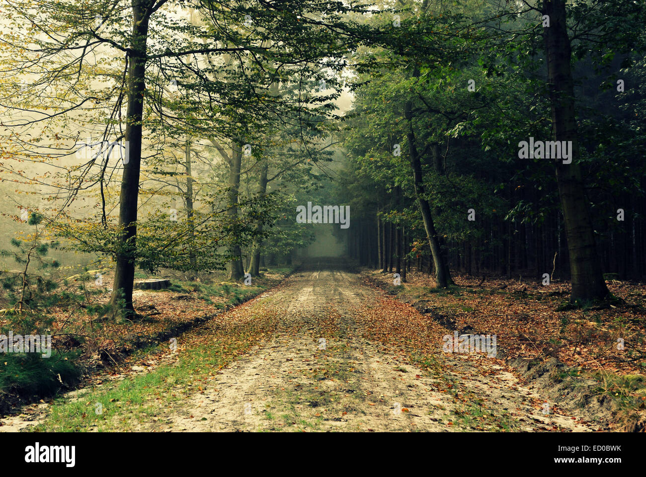 Strada sterrata attraverso una foresta autunnale, Odoorn, Borger-Odoorn, Drenthe, Paesi Bassi Foto Stock