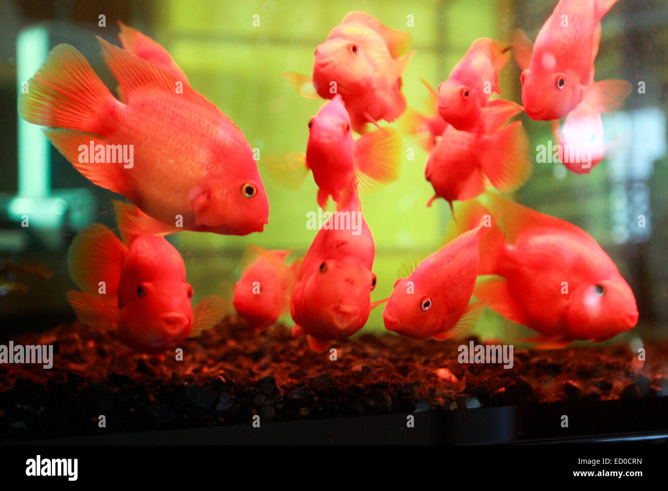 Goldfish (Carassius auratus). veiltails in un acquario. Foto Stock