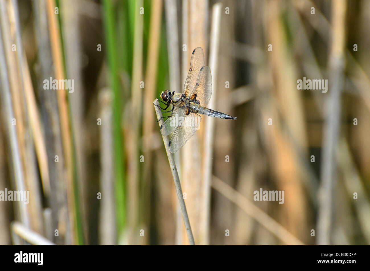 Una libellula blu appoggiato vicino a un lago Foto Stock