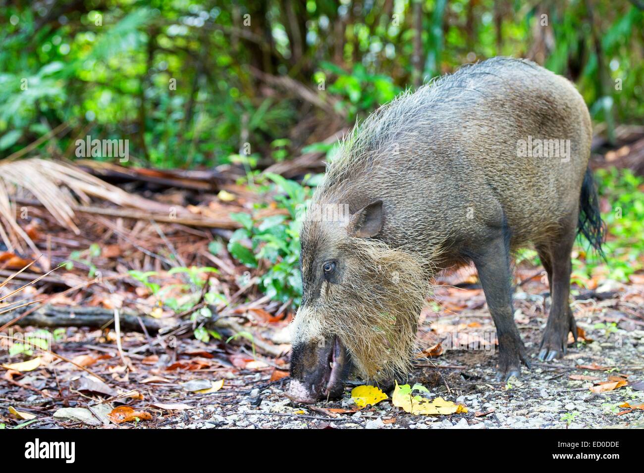 Malaysia, stato di Sarawak, Bako National Park, Bornean barbuto maiale (Sus barbatus) Foto Stock