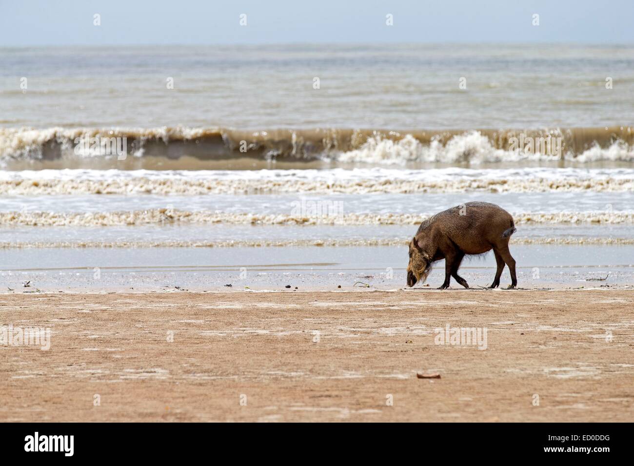Malaysia, stato di Sarawak, Bako National Park, Bornean barbuto maiale (Sus barbatus), sulla spiaggia Foto Stock