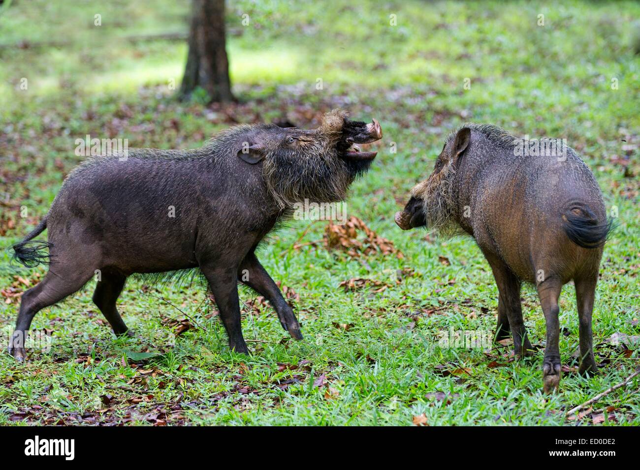 Malaysia, stato di Sarawak, Bako National Park, Bornean barbuto maiale (Sus barbatus), lotta tra 2 maschi Foto Stock