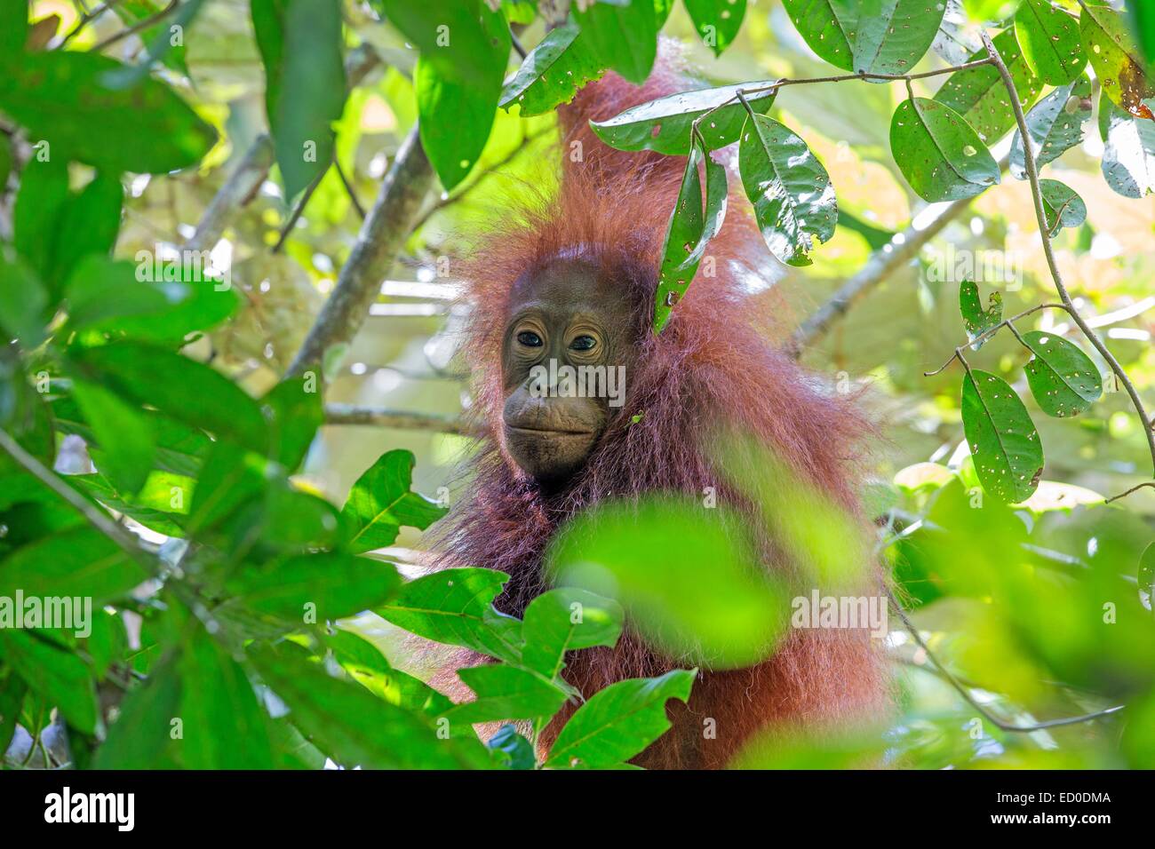 Malaysia Sabah Stato, fiume Kinabatangan, Bornean orangutan( Pongo pygmaeus morio), Giovani Foto Stock