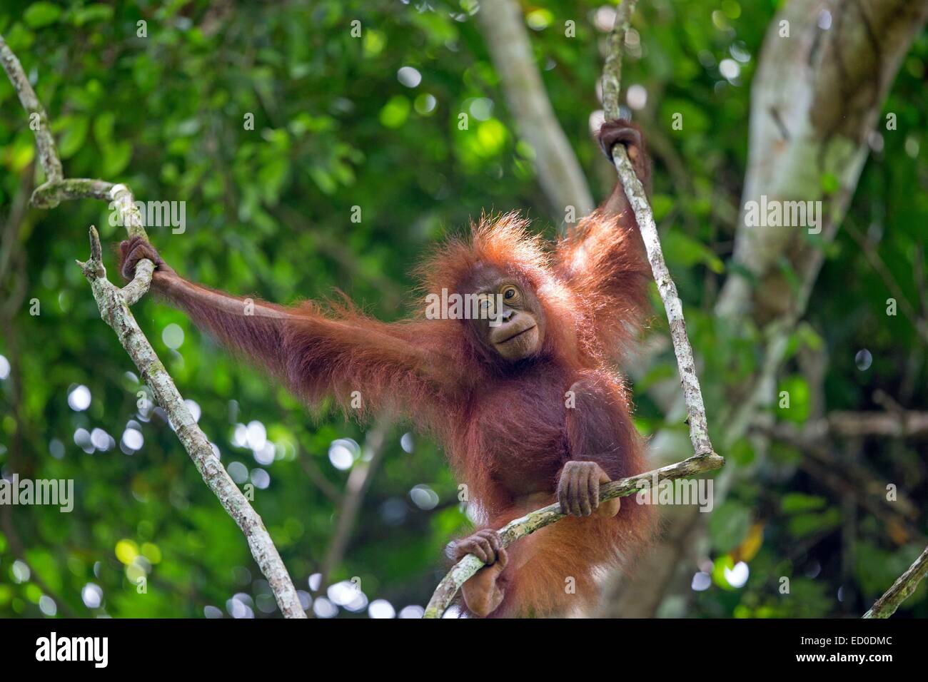 Malaysia Sabah Stato, fiume Kinabatangan, Bornean orangutan( Pongo pygmaeus morio), Giovani Foto Stock