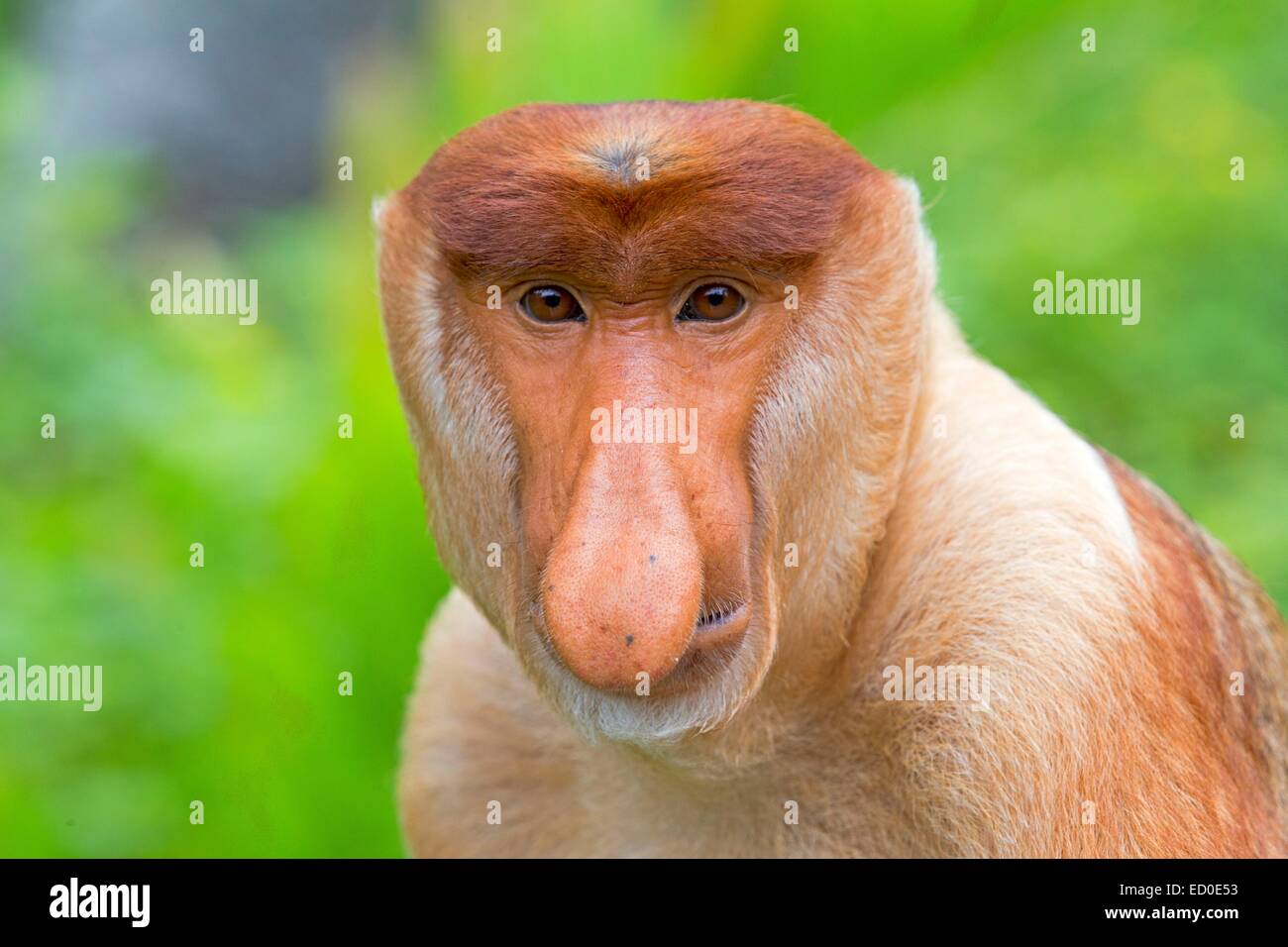 Malaysia Sabah Stato, Labuk Bay, proboscide di scimmia o a becco lungo (scimmia Nasalis larvatus, )maschio il capo Foto Stock
