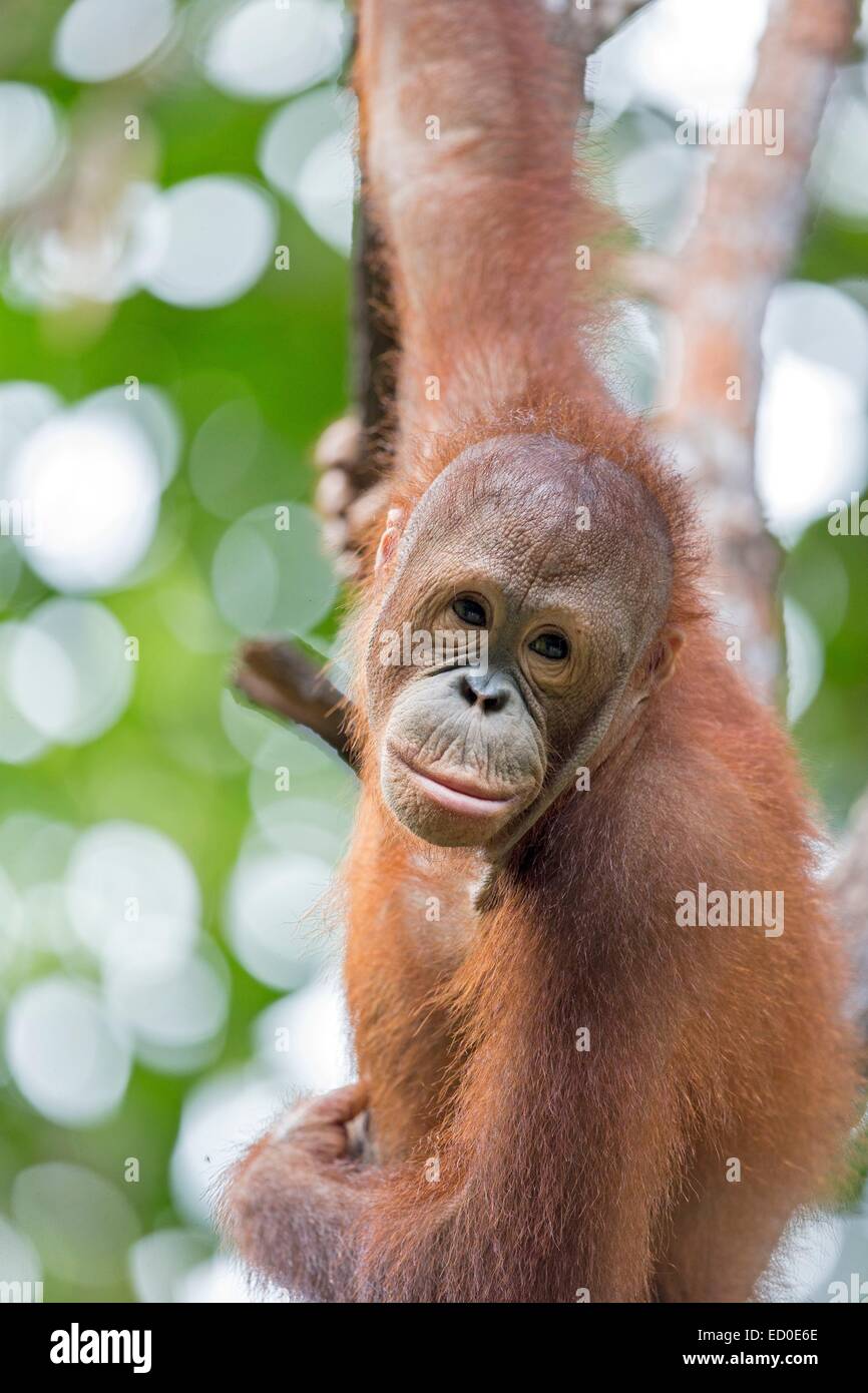 Malaysia Sabah Stato Sandakan Sepilok Orang Utan il Centro di Riabilitazione Northeast Bornean orangutan (Pongo pygmaeus morio) giovani Foto Stock