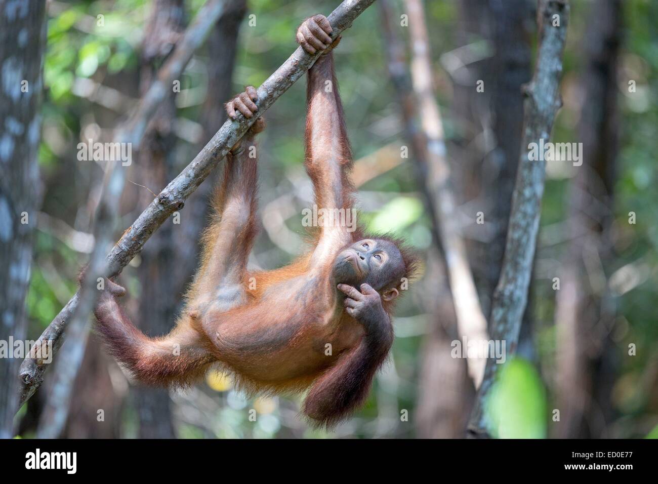 Malaysia Sabah Stato Sandakan Sepilok Orang Utan il Centro di Riabilitazione Northeast Bornean orangutan (Pongo pygmaeus morio) giovani Foto Stock