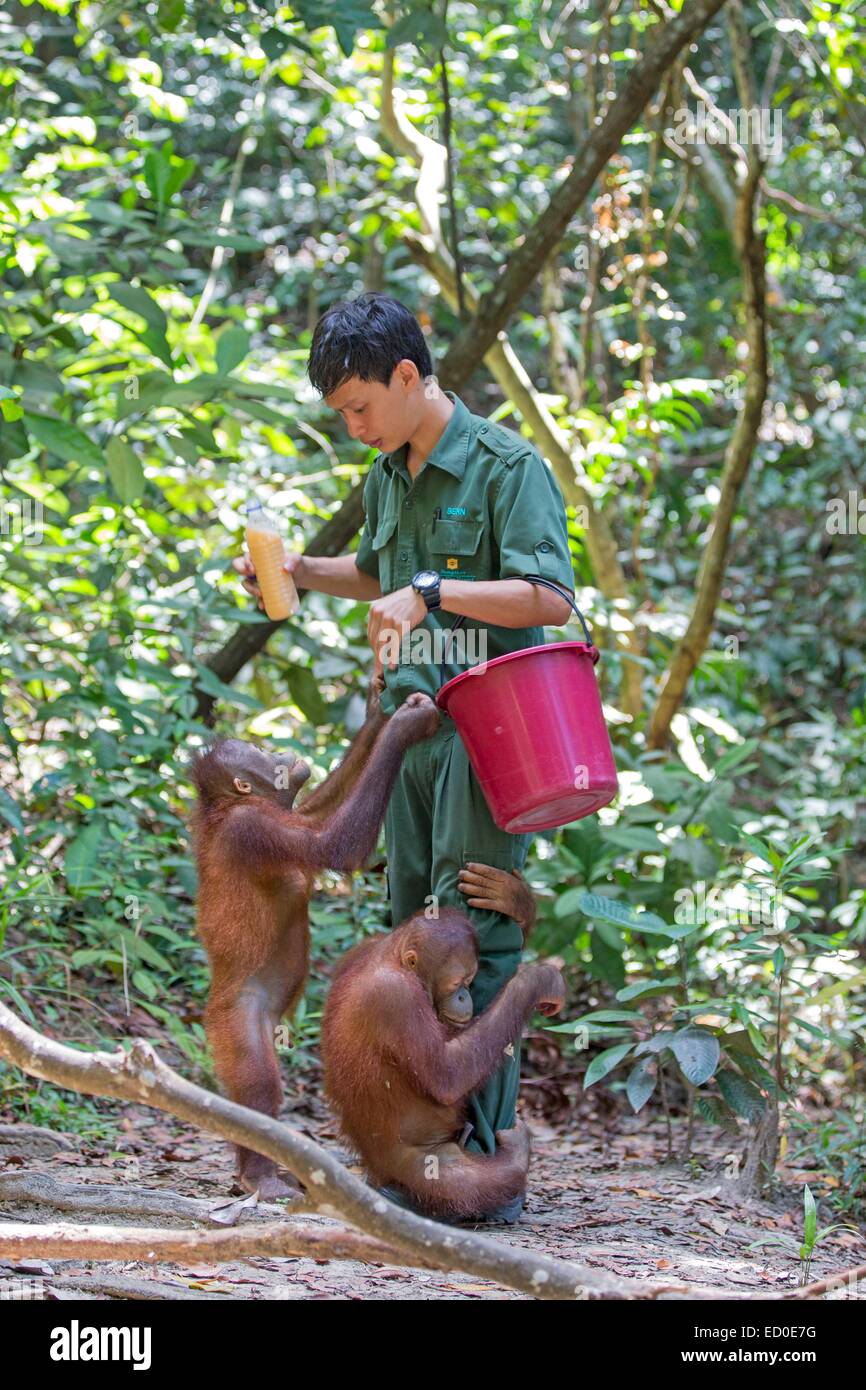 Malaysia Sabah Stato Sandakan Sepilok Orang Utan il Centro di Riabilitazione Northeast Bornean orangutan (Pongo pygmaeus morio) giovani Foto Stock