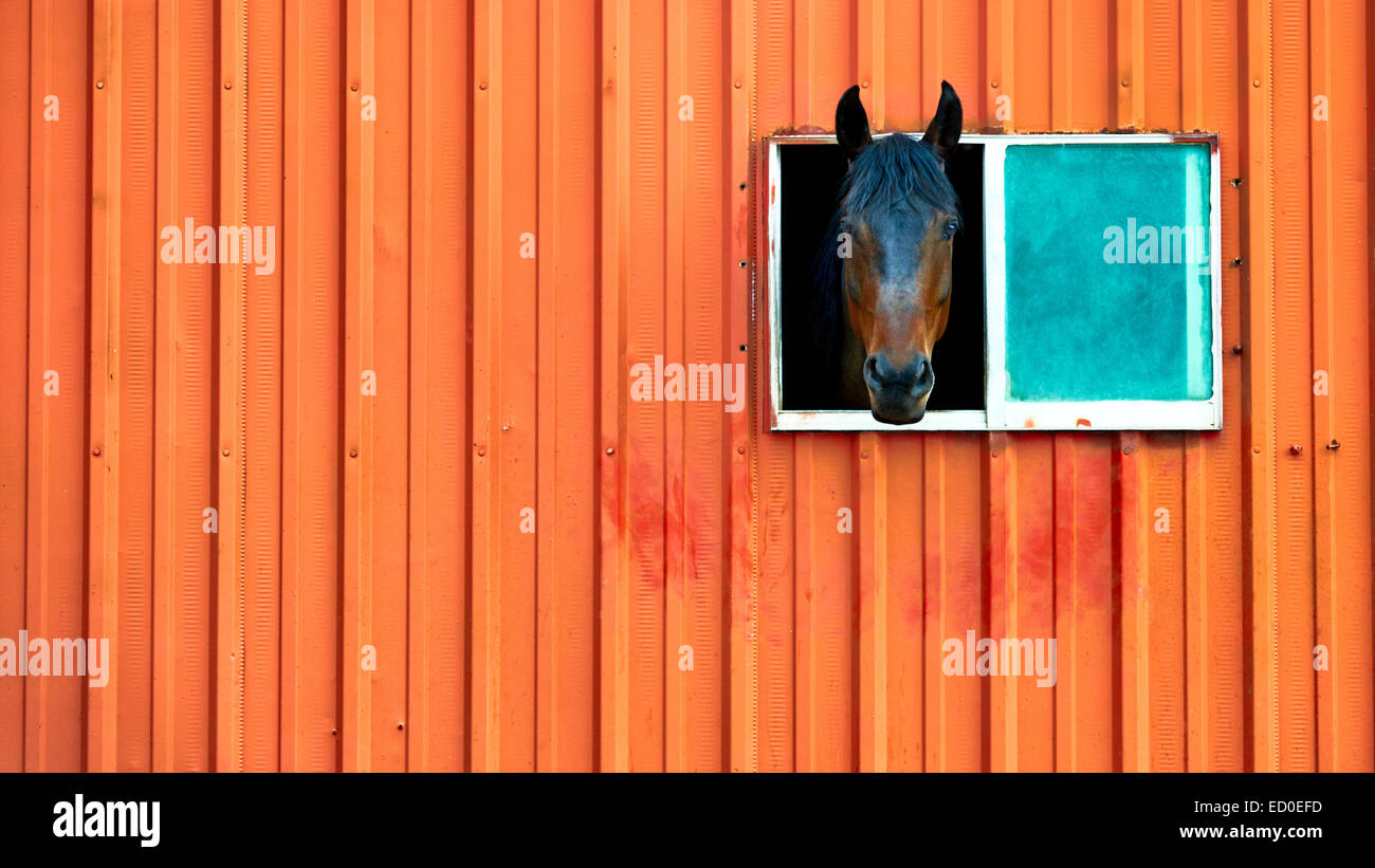 Cavallo testa di incollaggio al di fuori della finestra del fienile arancione Foto Stock