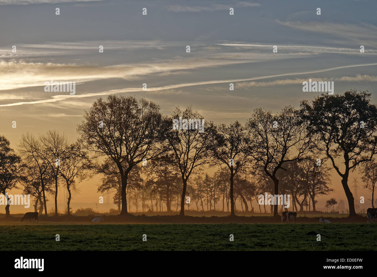 Germania, Ostfriesland, Spetzerfehn, alberi di sunrise Foto Stock
