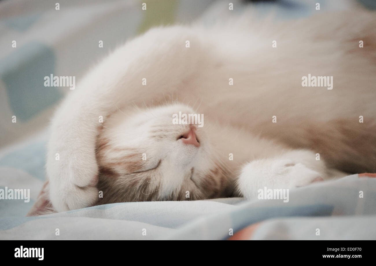 Close-up di sleeping cat Foto Stock