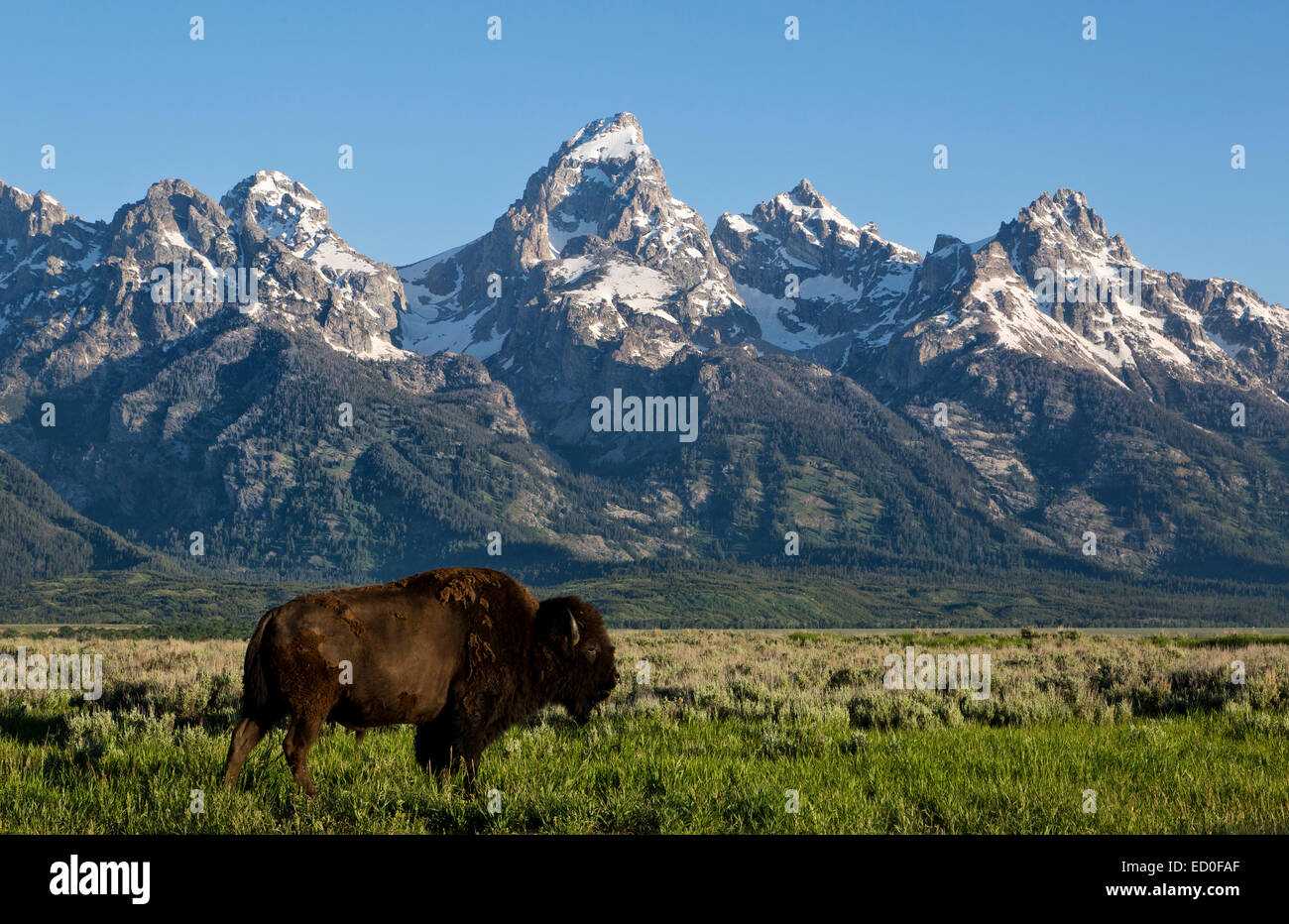 American Bison di fronte alle montagne, Grand Teton National Park, Wyoming, Stati Uniti Foto Stock