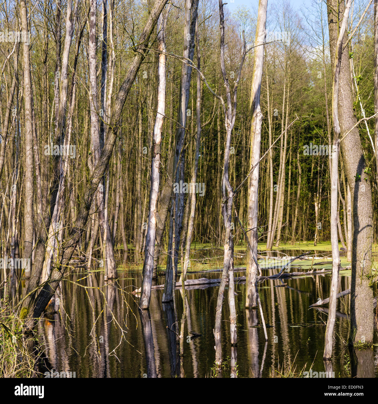 Palude con alberi e acqua in estate Foto Stock