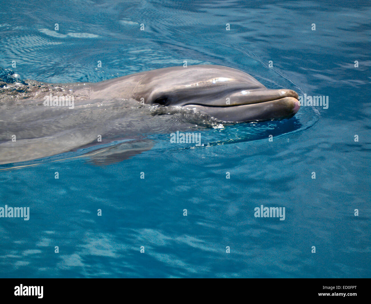 Primo piano di un delfino che nuota in oceano Foto Stock