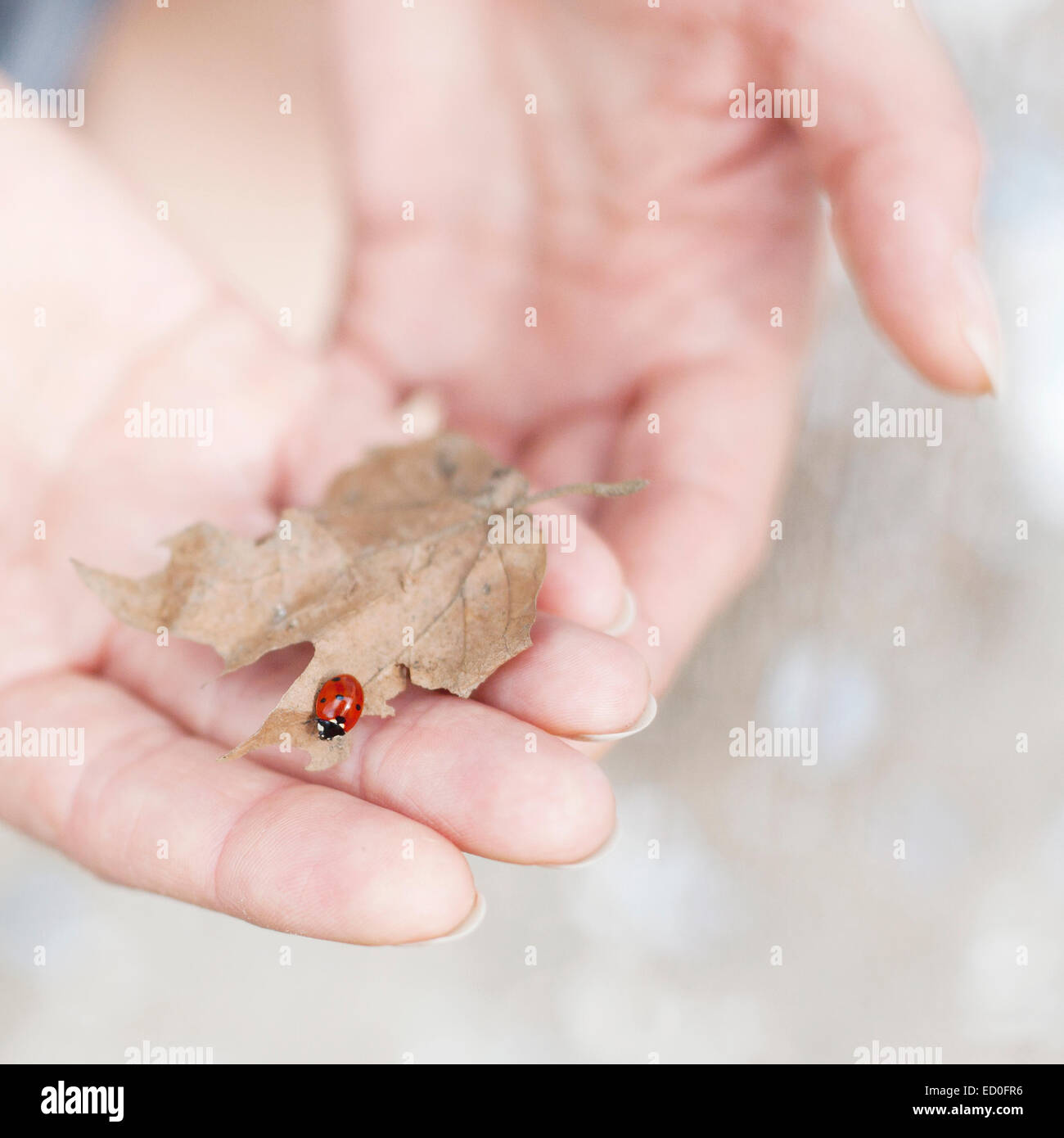 Mani della donna che tengono la foglia con il ladybug Foto Stock