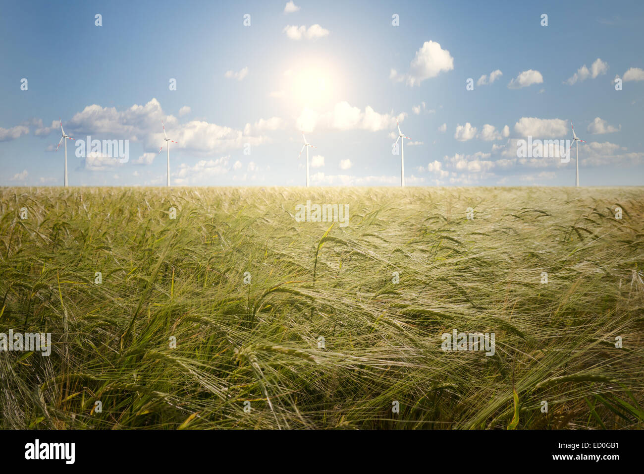 Generatore a vento ed un campo di orzo in estate Foto Stock