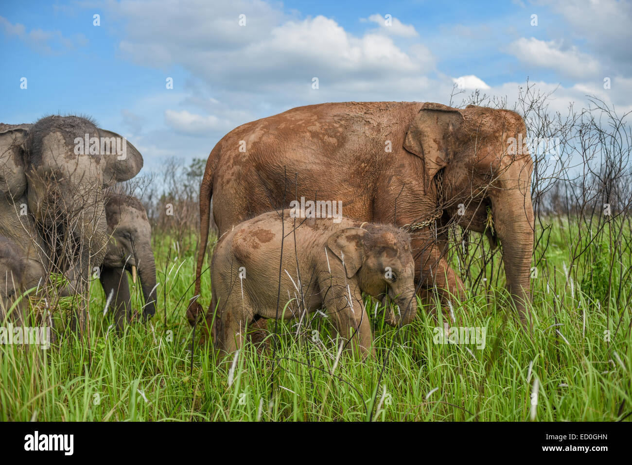 Elefante di Sumatra allevamento in modo Kambas National Park, Indonesia. Foto Stock