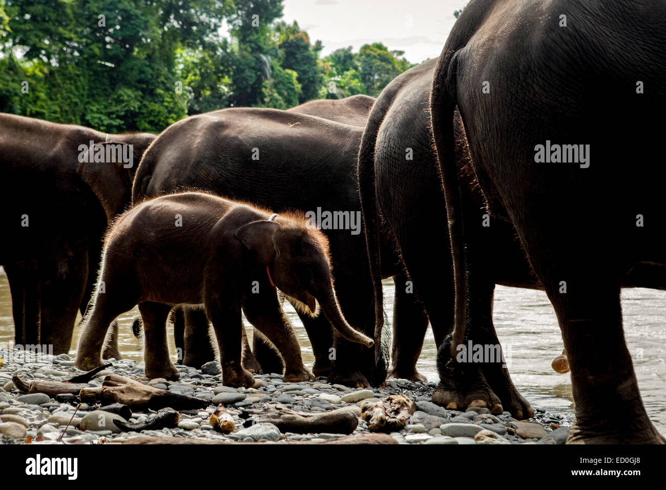 Un bambino elefante sumatran che cammina tra gli adulti a Tangkahan, vicino al confine del Parco Nazionale Gunung Leuser, Sumatra, Indonesia. Foto Stock