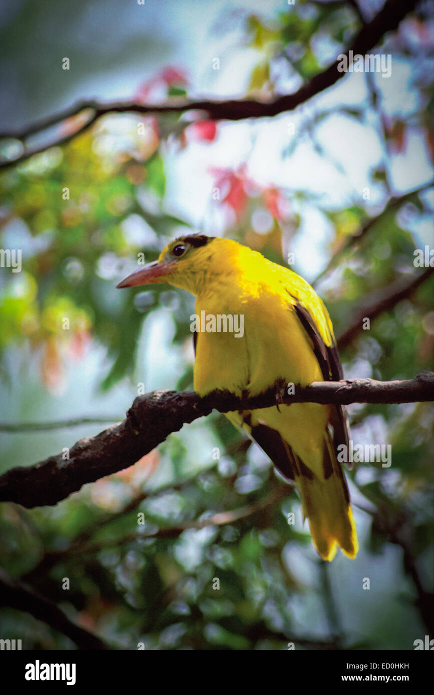 Un oriole dalle tane nere (Oriolus chinensis) viene fotografato al Taman Safari Indonesia (parchi a tema di animali) a Giava Occidentale, Indonesia. Foto Stock