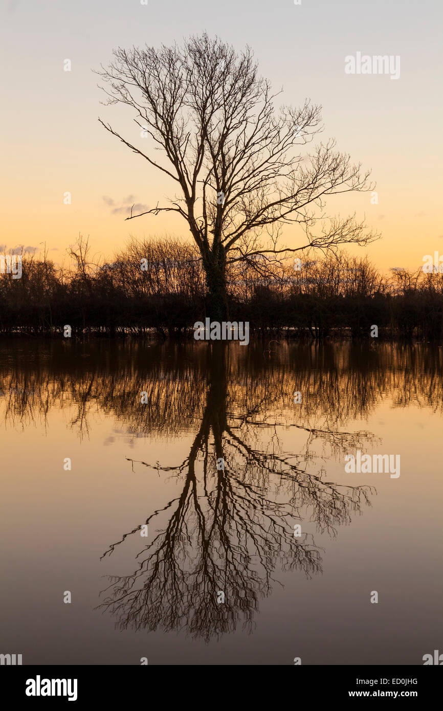 Un albero e la sua riflessione in un lago o fiume al tramonto o l'alba Foto Stock