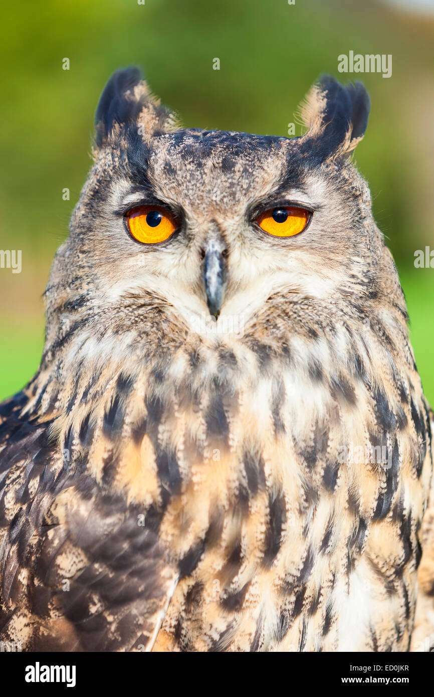 Unione o il gufo reale, Bubo bubo, con grandi occhi Arancio Foto Stock
