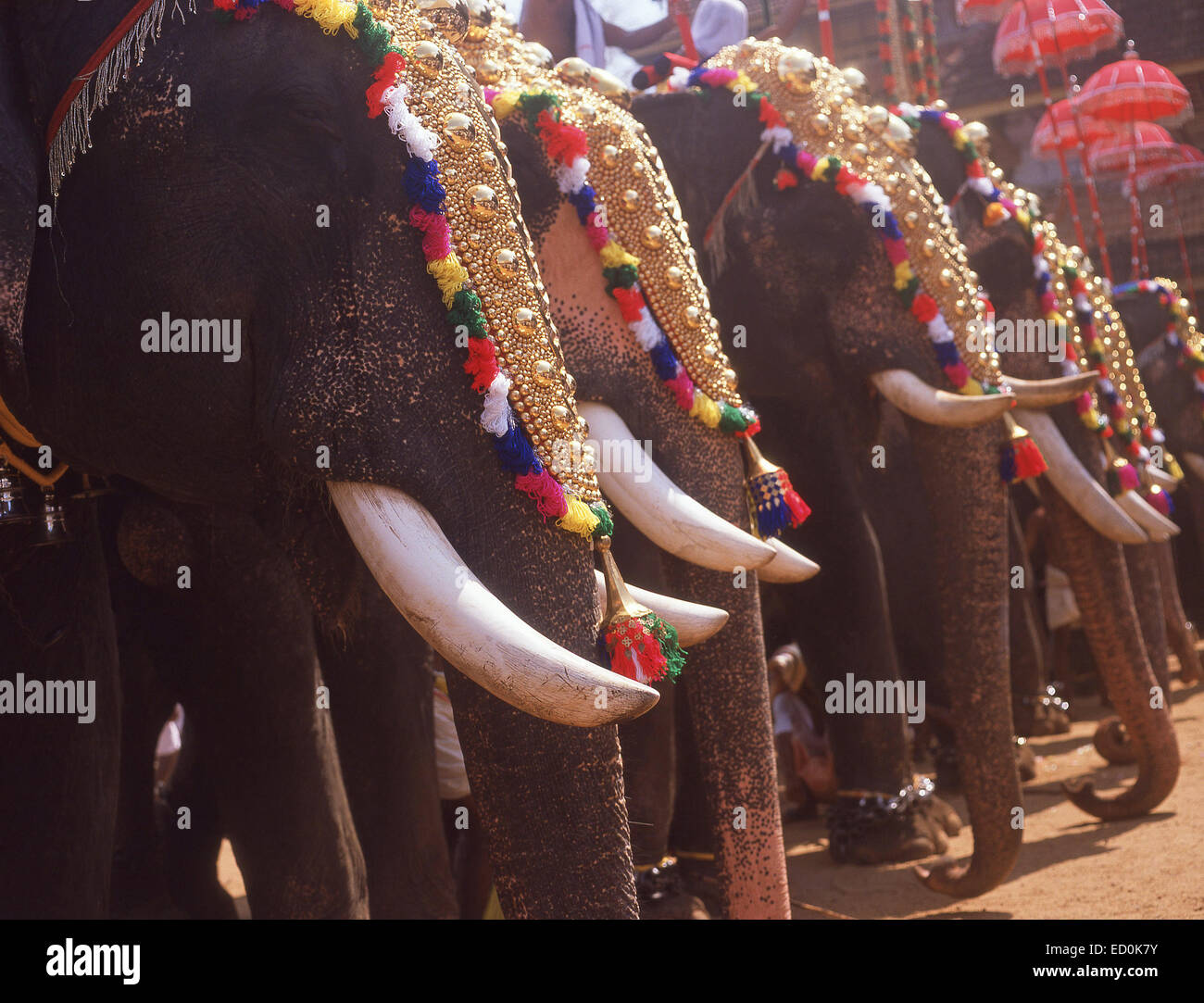 Il Kerala Elephant Festival (Thrissur Pooram), Thrissur, Kerala, la Repubblica dell' India Foto Stock