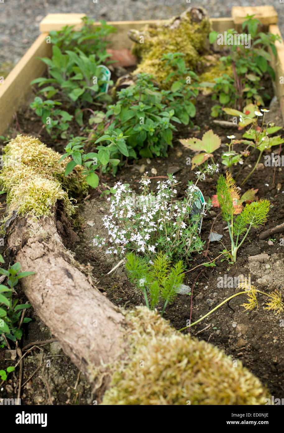 Insolita erba rustico letto in un giardino in Scozia contenente salvia timo finocchio intorno a vecchi log e moss Foto Stock