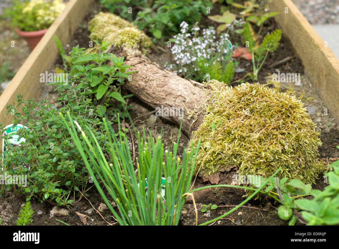 Insolita erba rustico letto in un giardino in Scozia contenente salvia timo finocchio erba cipollina intorno a vecchi log e moss Foto Stock