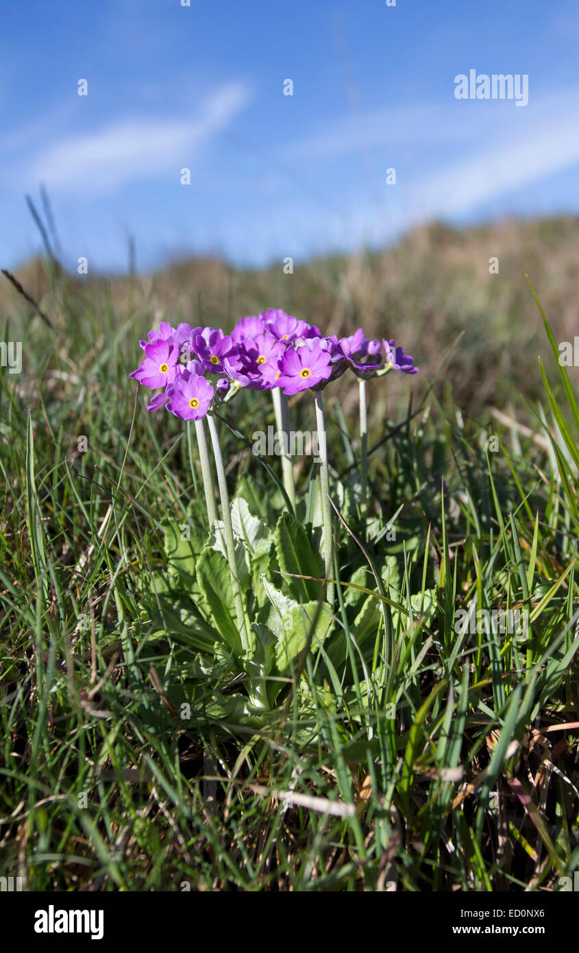 Bird's-Eye Primrose Primula farinosa Widdybank cadde Moor House Riserva Naturale Nazionale Teesdale County Durham Regno Unito Foto Stock