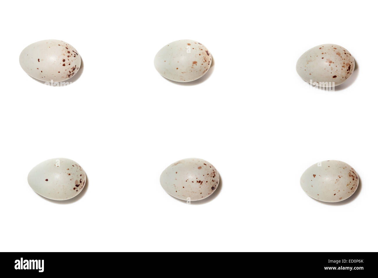 Le uova del Parlamento Verdone (Carduelis chloris). Foto Stock