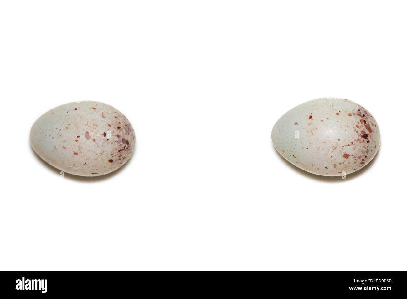 Le uova del Parlamento Verdone (Carduelis chloris). Foto Stock