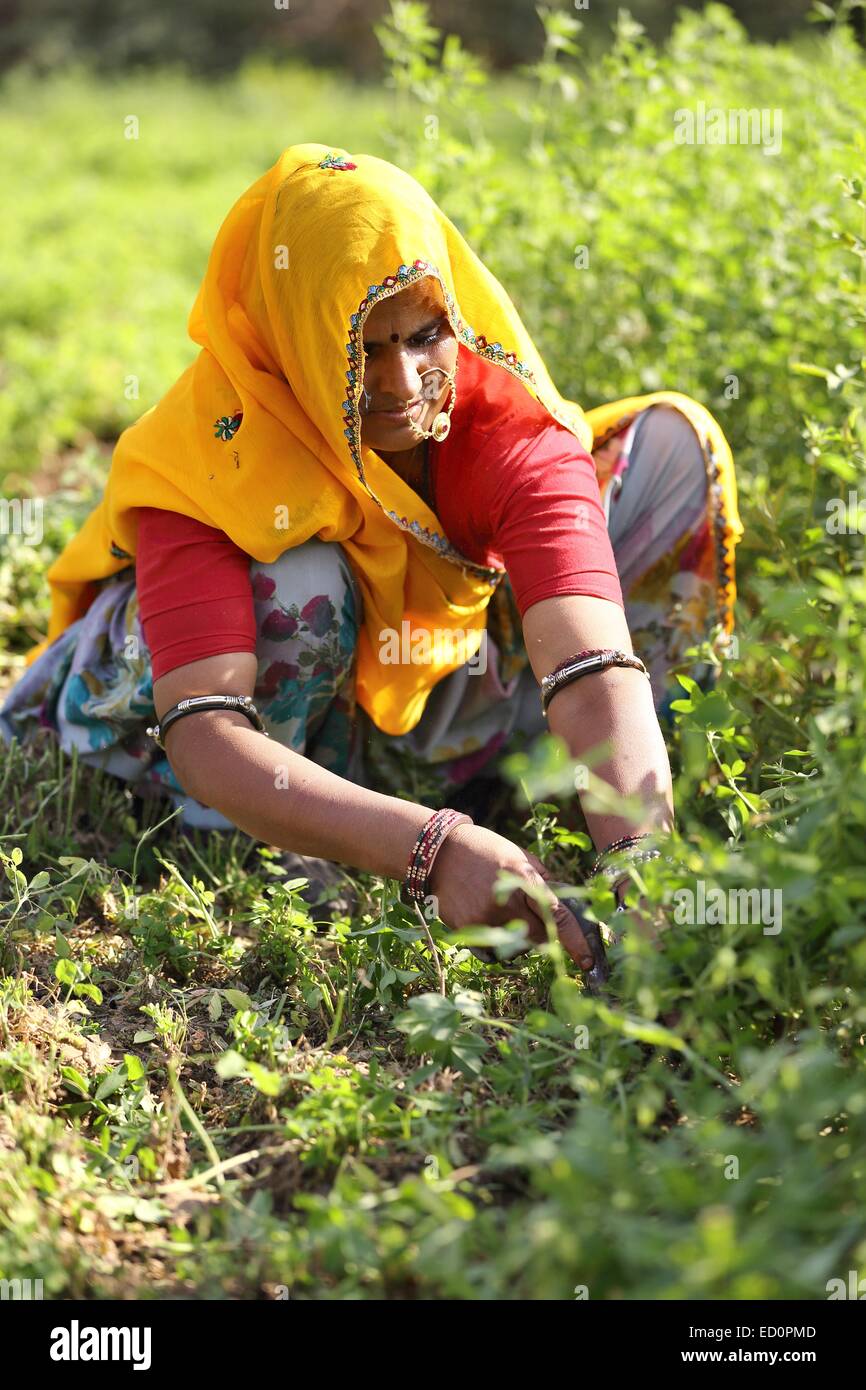 Donna indiana che lavora sulla sua terra India Foto Stock