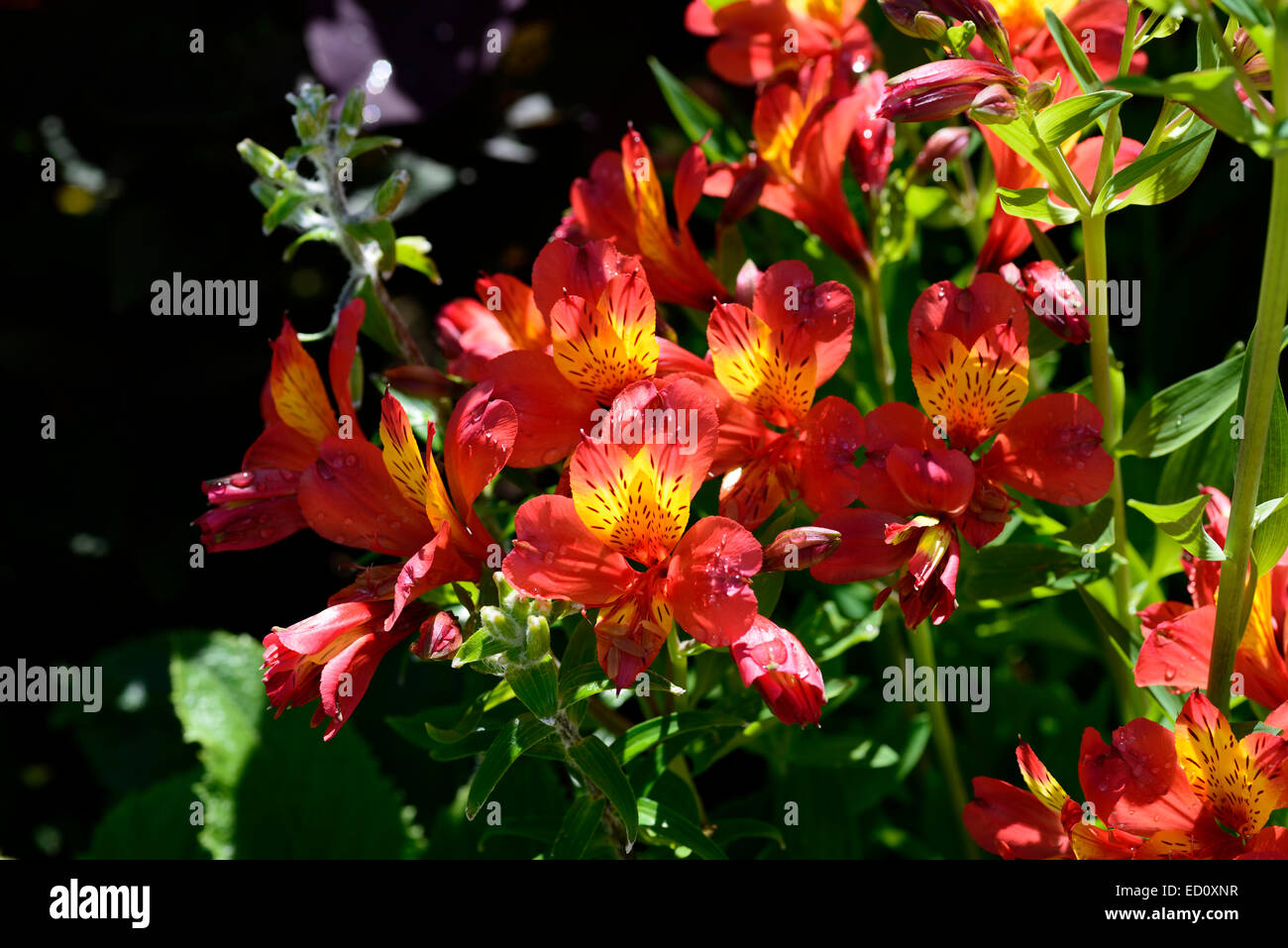 Retroilluminato alstroemeria arancio fiori fiore fiorite perenni floreale RM Foto Stock