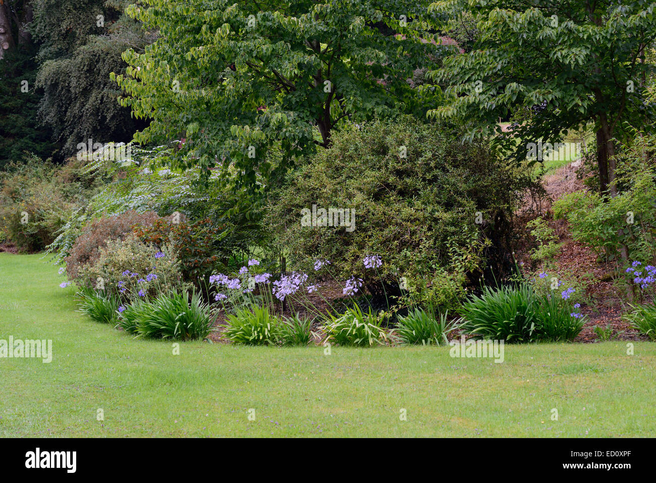 Agapanthus birr castle garden giardini floreali RM Foto Stock