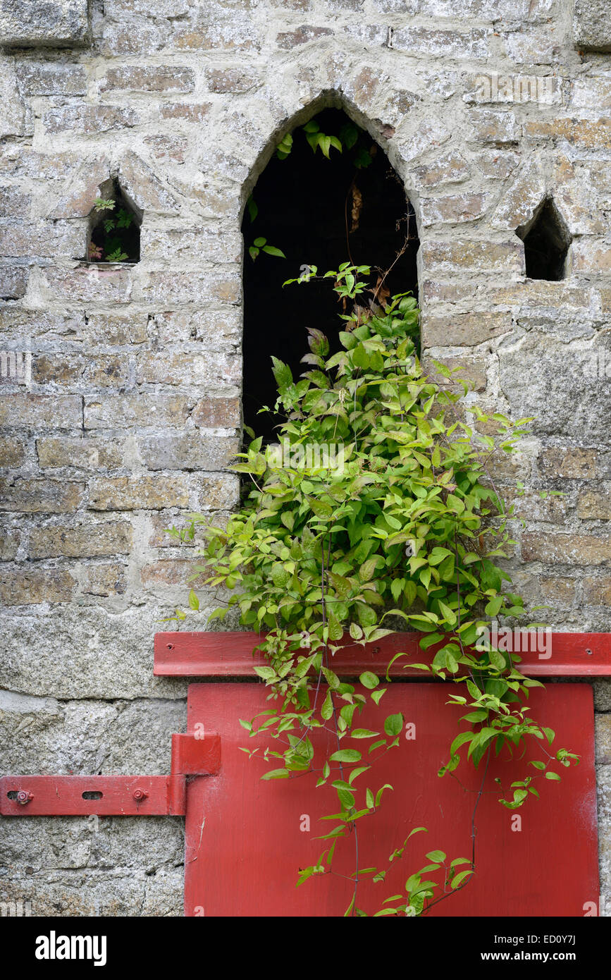 La clematide scalatore superriduttore crescere crescono fuori attraverso la finestra pietra arch wild unkempt disordinato giardinaggio giardino floreale RM Foto Stock