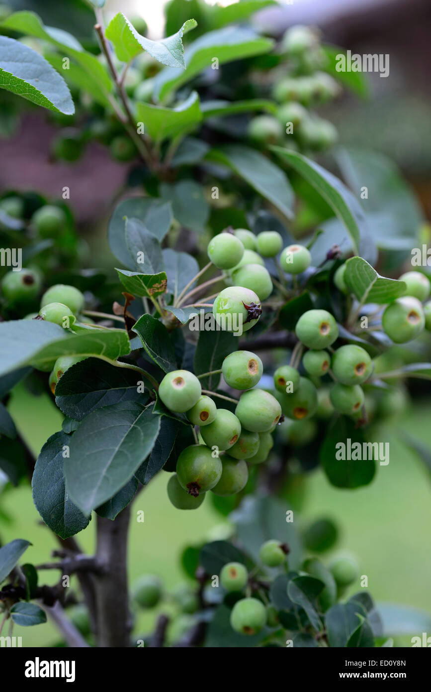 Malus Red Sentinel Christmas tree berry estate maturazione mele frutta mele di granchio nana ornamentali patio struttura pentola floreale RM Foto Stock