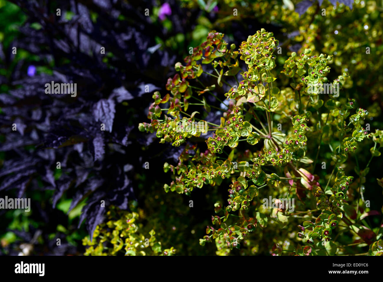 Euphorbia palustris euforbia di palude andato oltre il finito impostazione fiorite perenni semi di piante perenni semina floreale RM Foto Stock